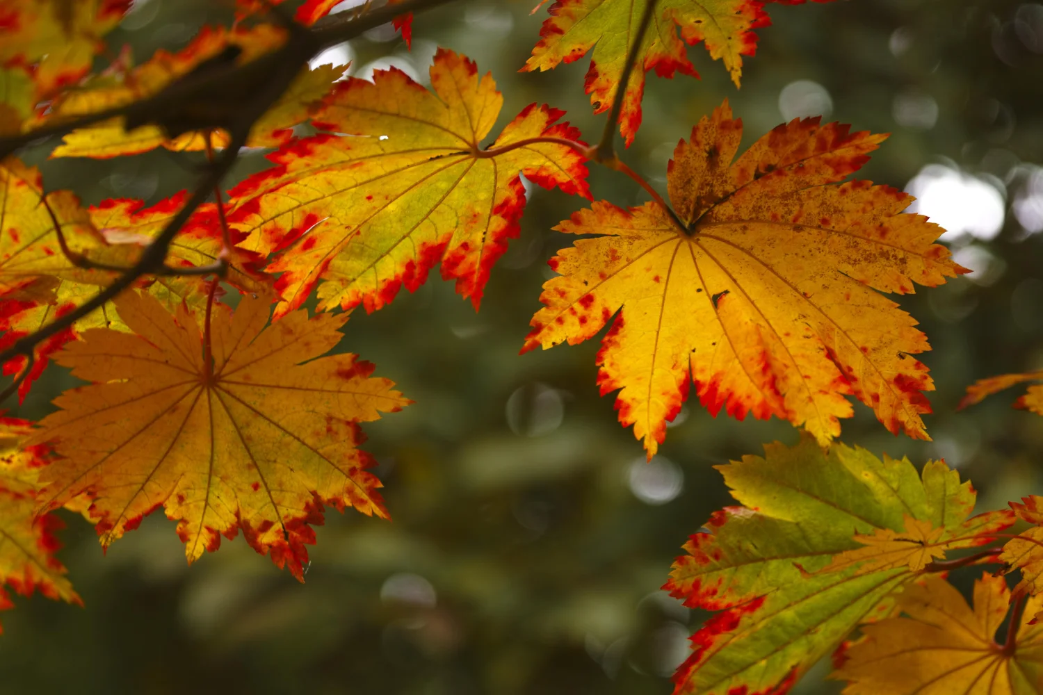 Schöne bunte Blätter auf Ast im Herbst
