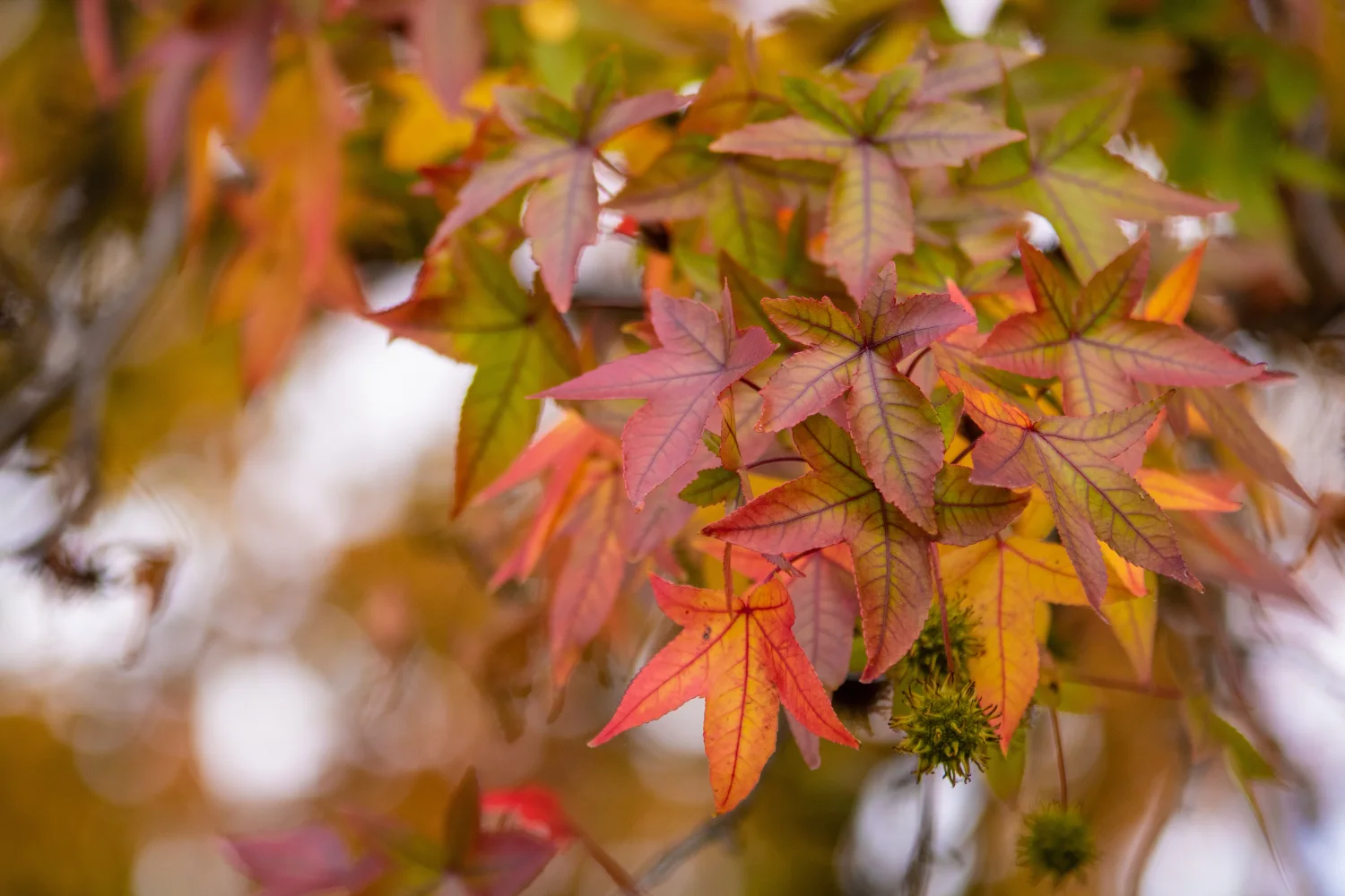Schöne bunte Blätter auf einem Ast im Herbst