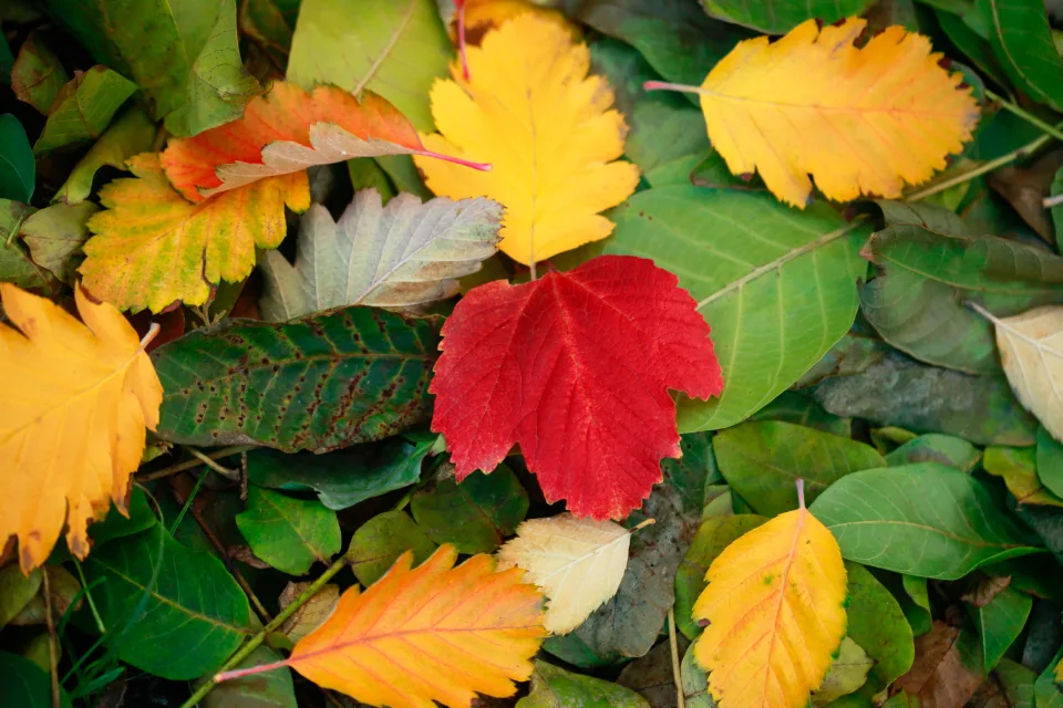Schöne gefallene Blätter auf Boden im Herbst