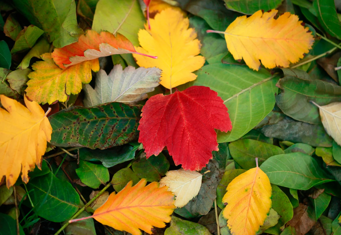 Schöne gefallene Blätter auf Boden im Herbst
