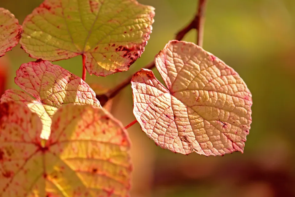 Schöne leuchtende Herbst Blätter im Herbst