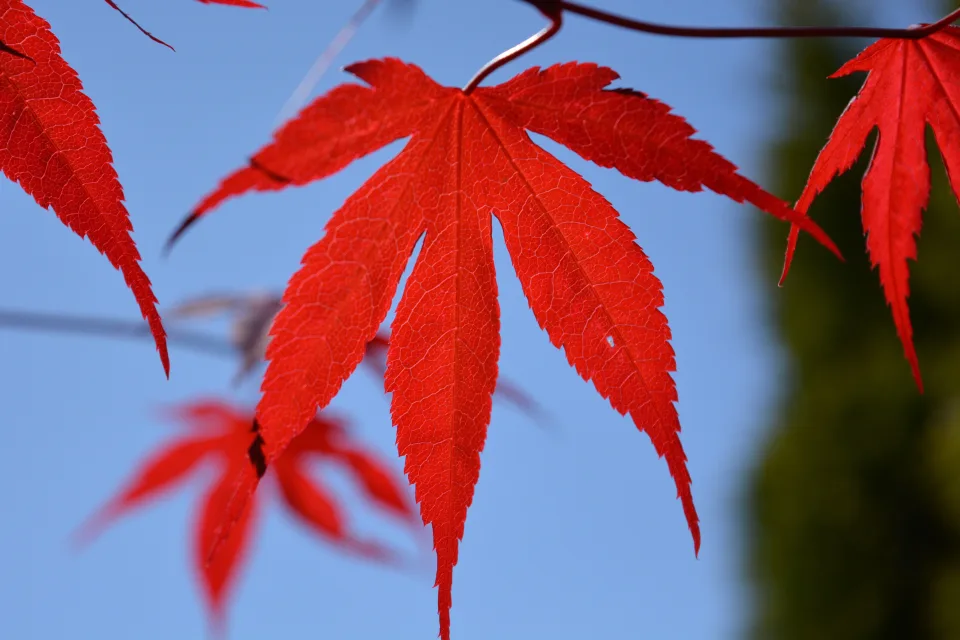 Schöne leuchtende rote Blätter auf einem Ast im Herbst