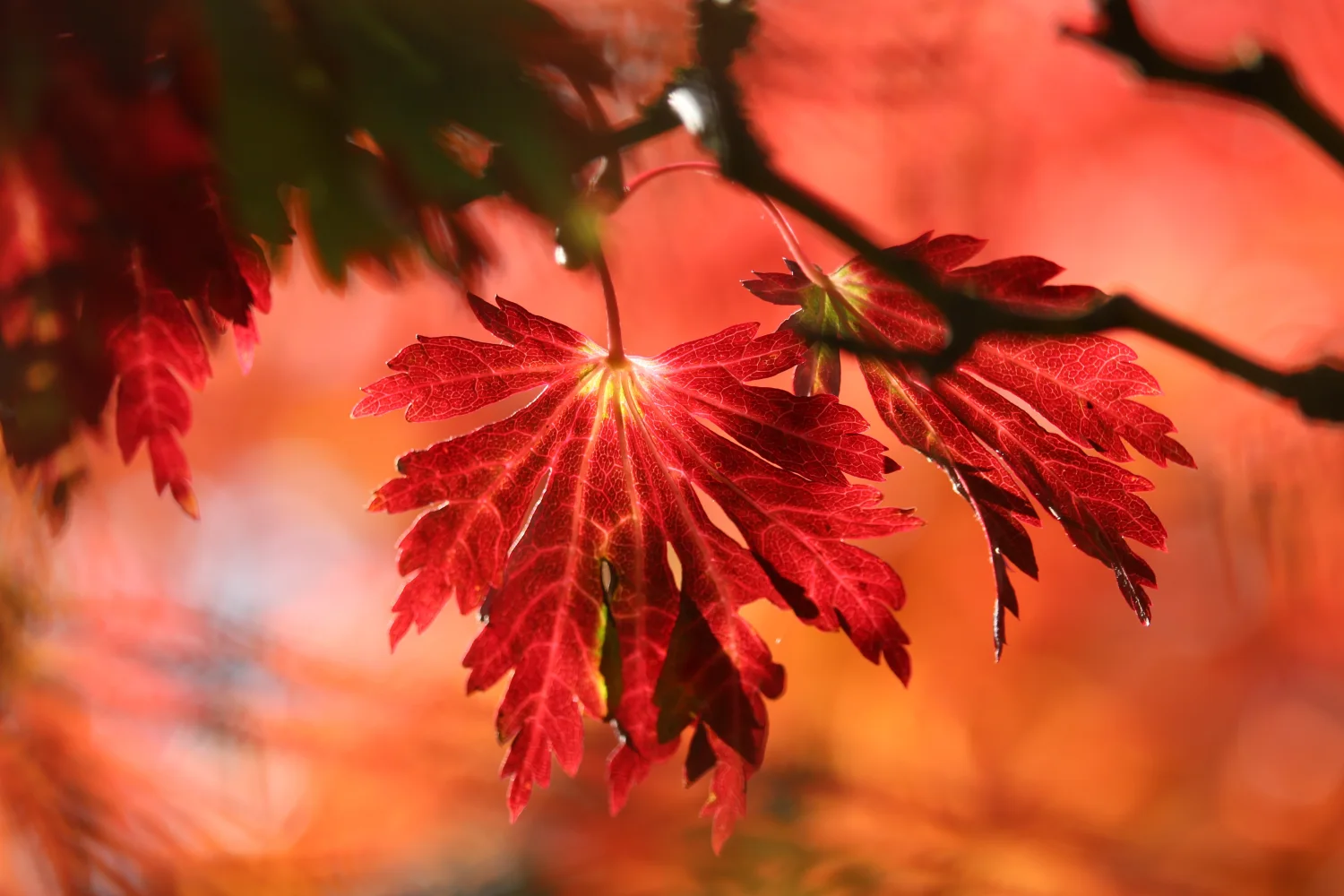 Schöne rote Herbst Blätter auf einem Baum im Sonnenlicht