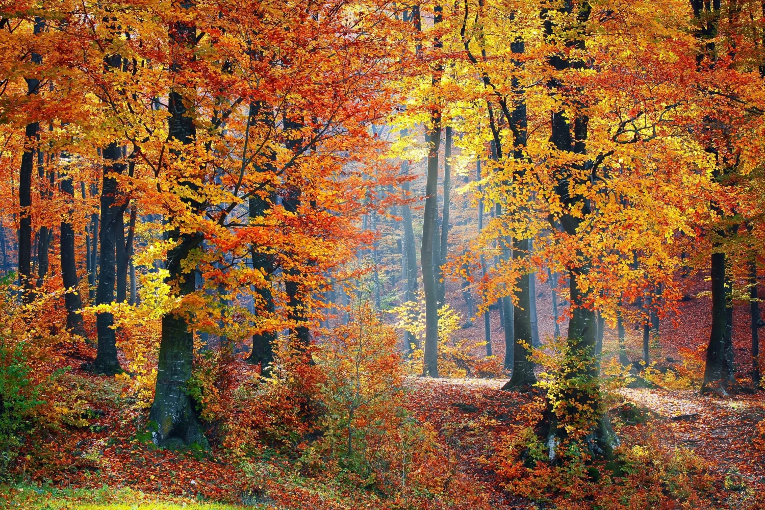 Schöner herbstlicher Wald im Sonnenlicht