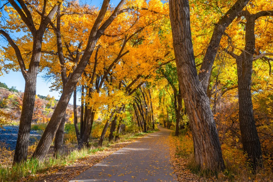 Schöner hoher Baum mit Blätter im Herbst