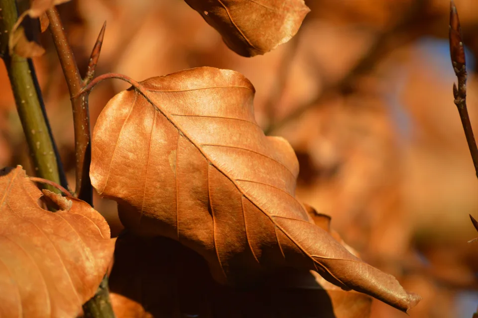 Trockene Blätter auf einem Ast im Herbst