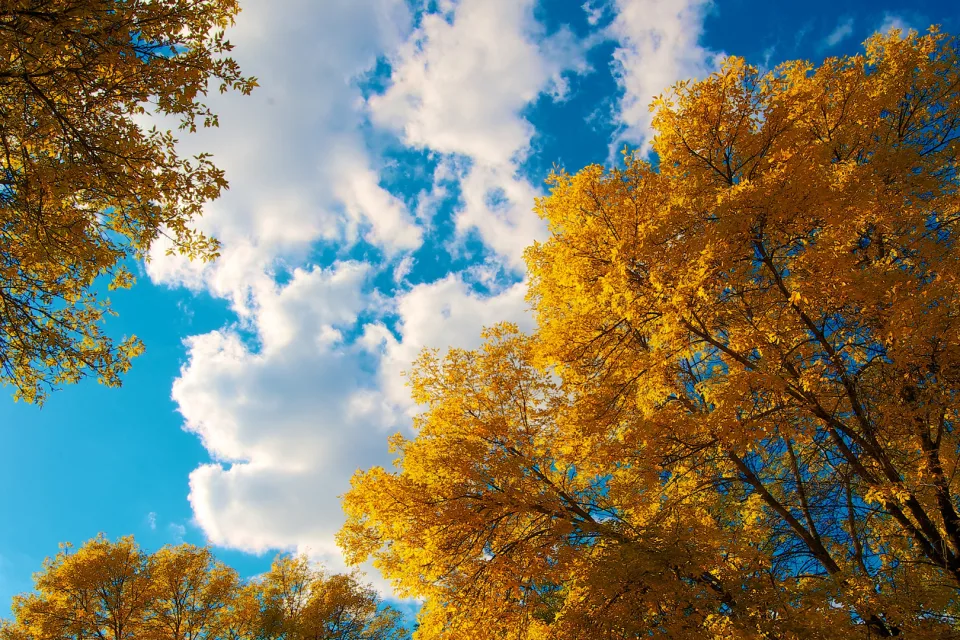 Weiße Wolken in hellblauem Himmel über herbstlichen Baum