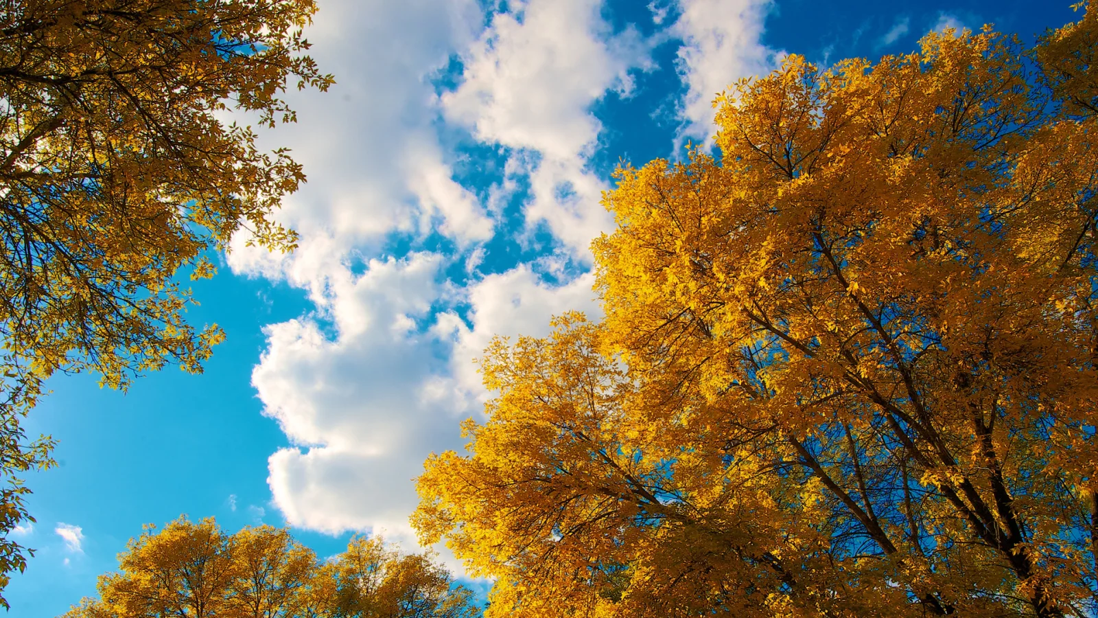 Weiße Wolken in hellblauem Himmel über herbstlichen Baum