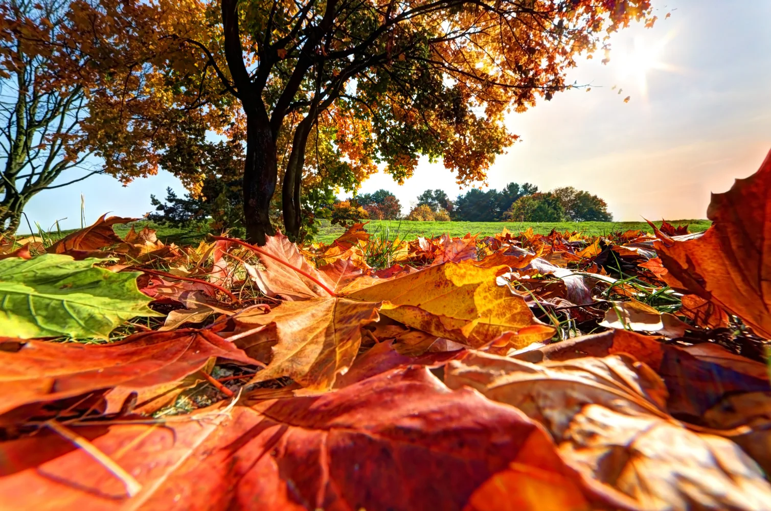 Viele gefallenen Blätter bei Baum im Herbst
