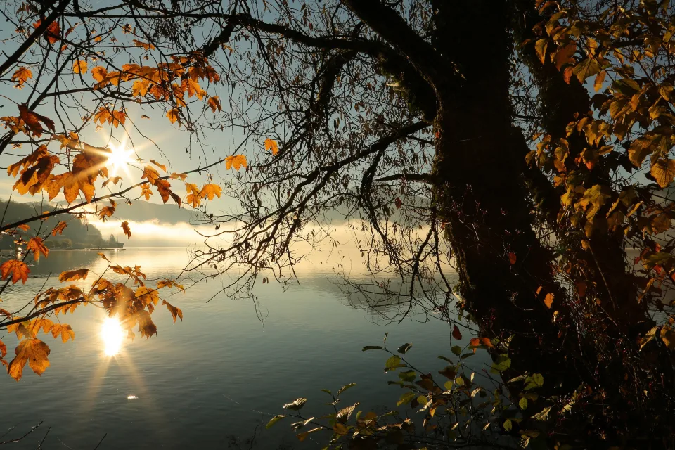 Baum mit gelben Blätter am Ufer stillen See