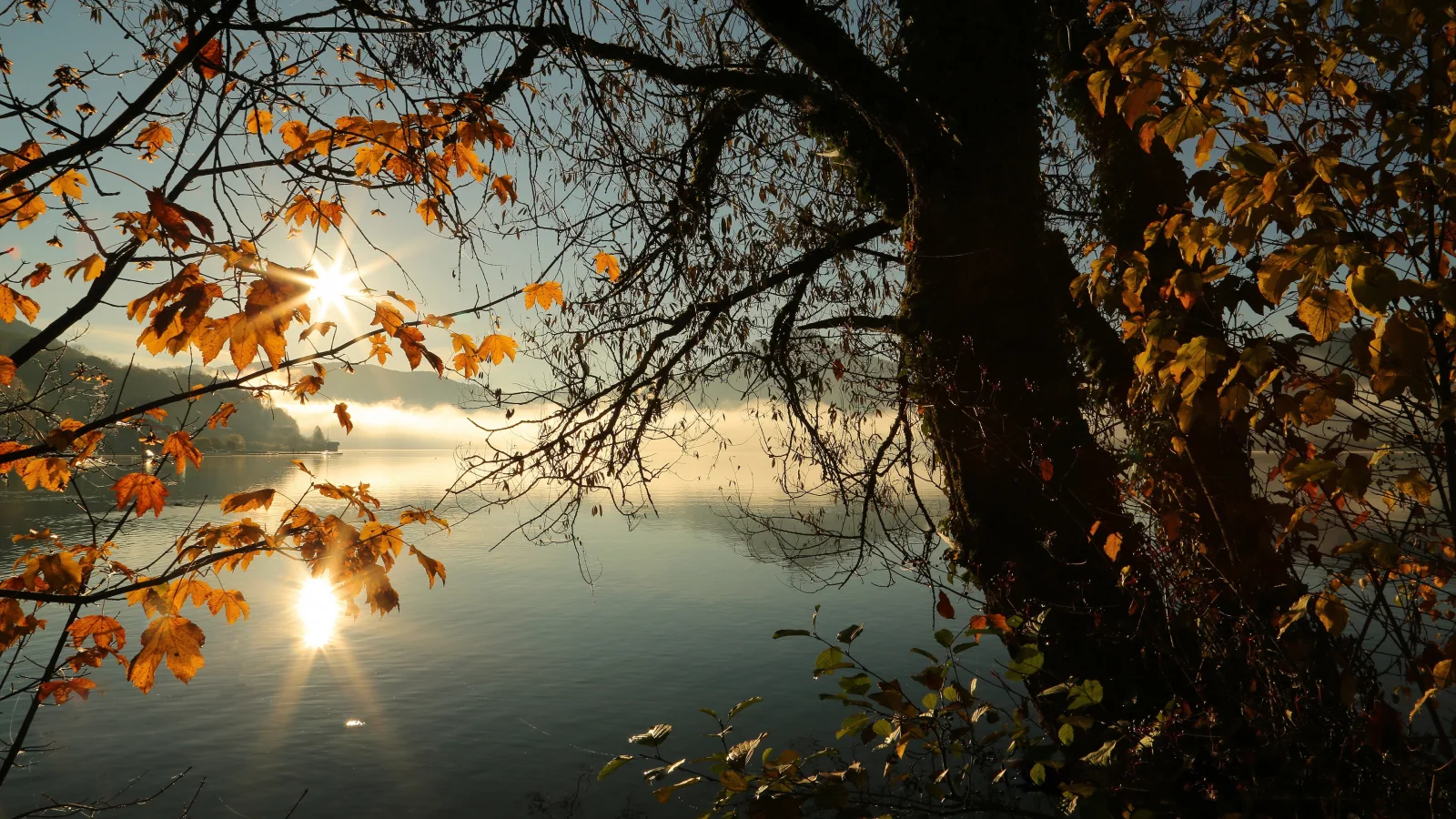 Baum mit gelben Blätter am Ufer stillen See