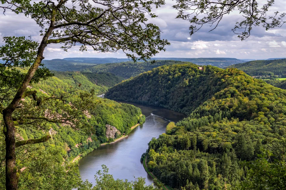 Fluss in Dichten grünen Dickicht Baum