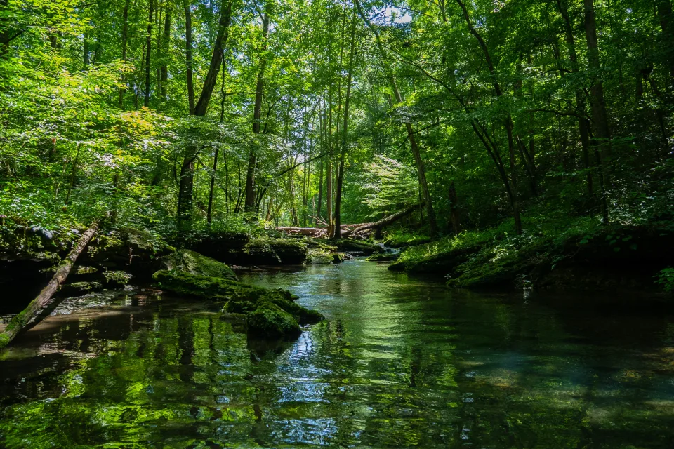 Fluss in grünem Wald