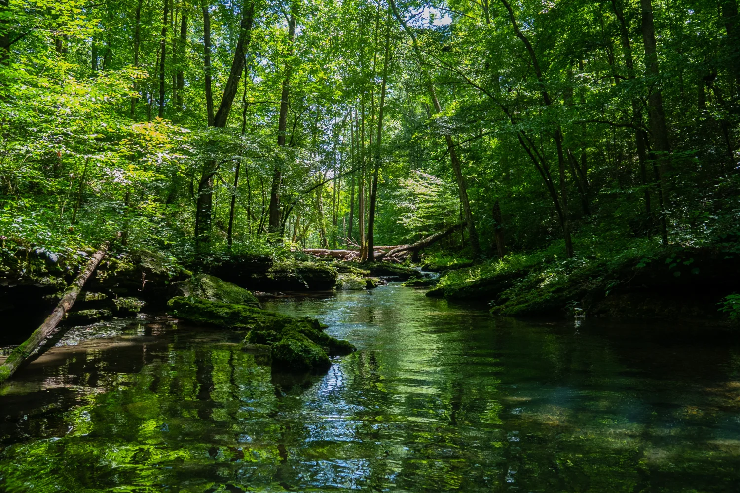 Fluss in grünem Wald
