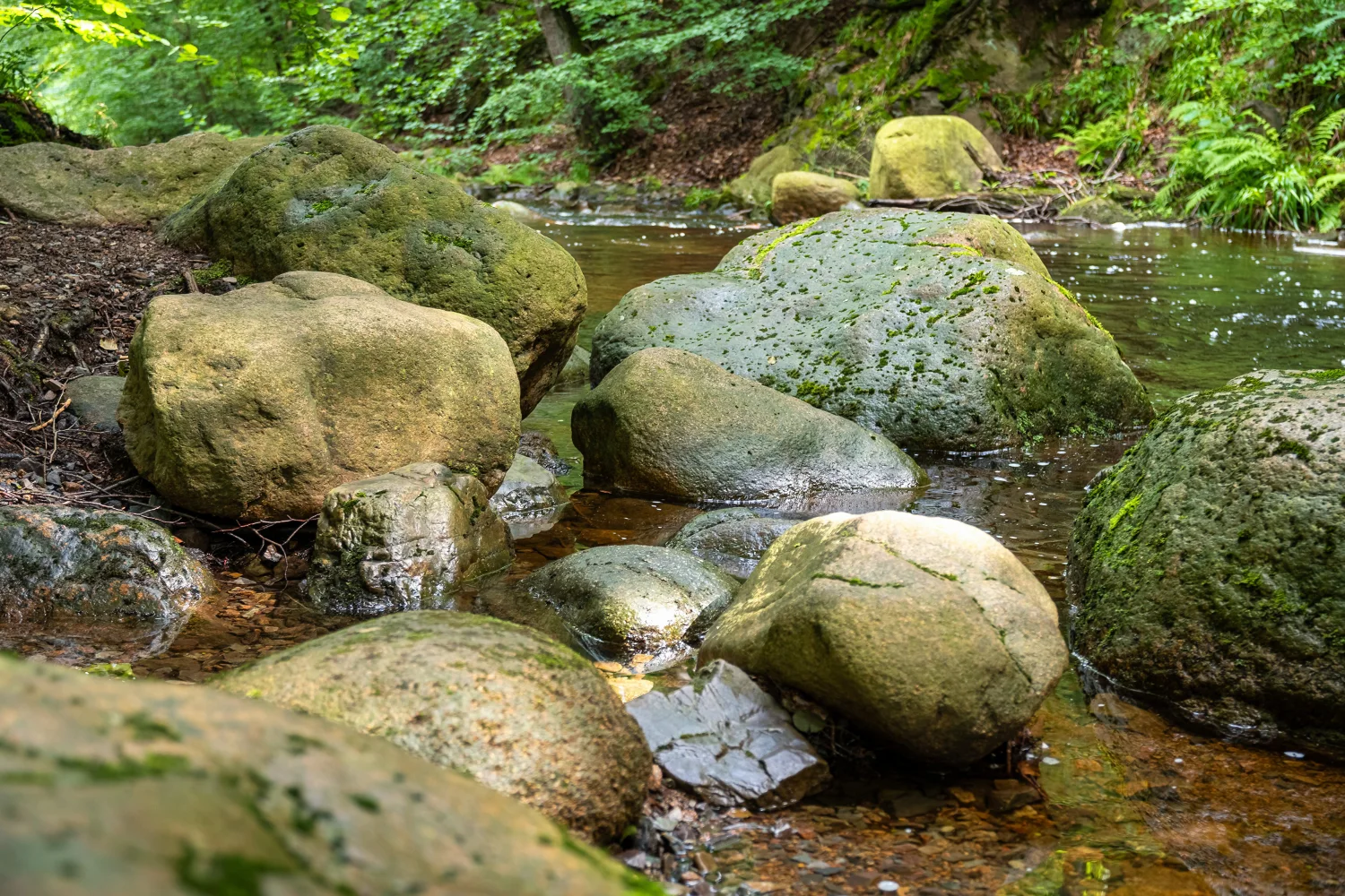 Große Felsen liegen im Wald Fluss