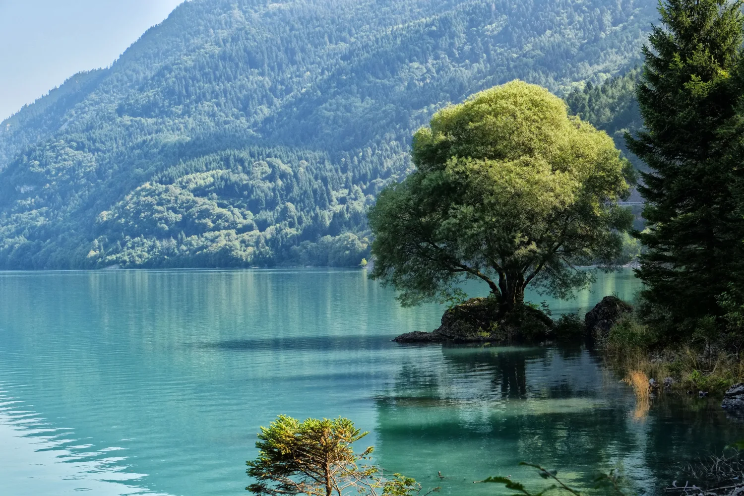 Großer Baum am Ufer Berg See