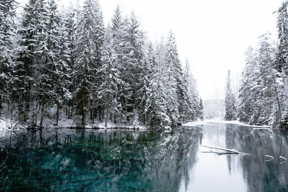 Hohe verschneite Fichte am Fluss im Winter