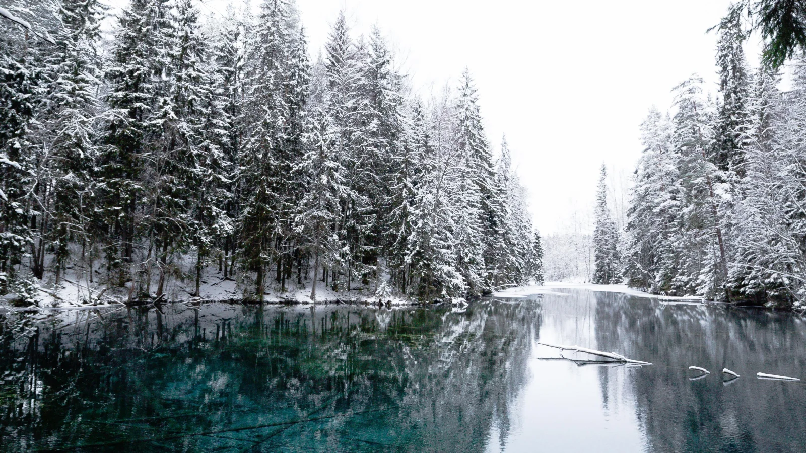 Hohe verschneite Fichte am Fluss im Winter