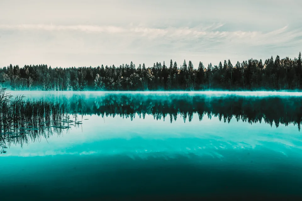 Nebel über kaltem See bei Nadelbaum Wald