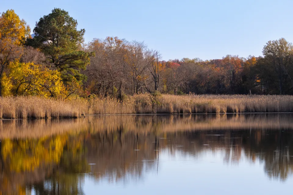 Ruhiger See im Wald im Herbst