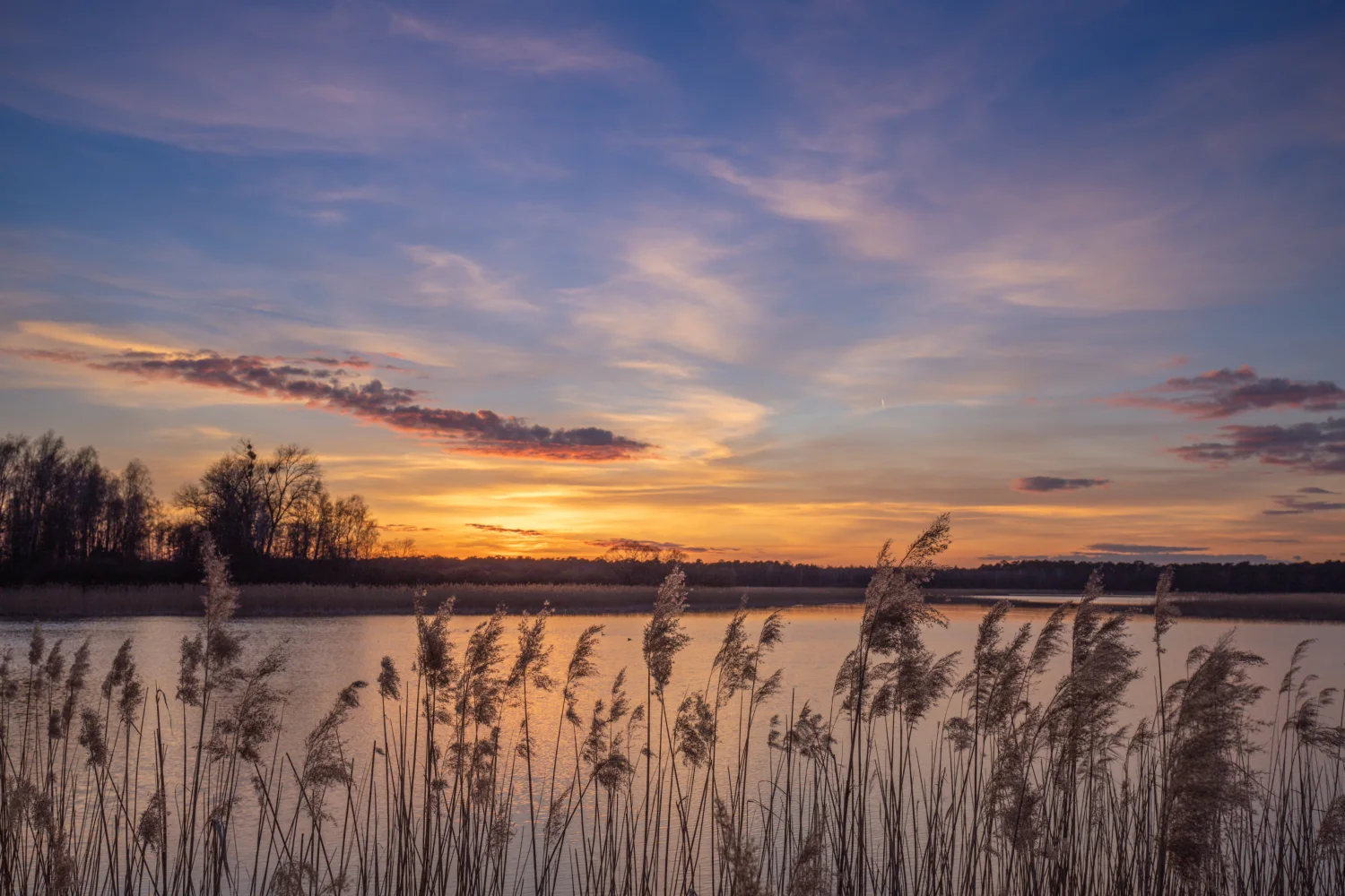 Schilf am Seeufer bei Sonnenaufgang