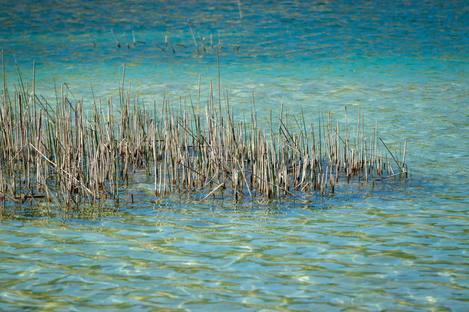 Schilf in hellblaues Wasser See