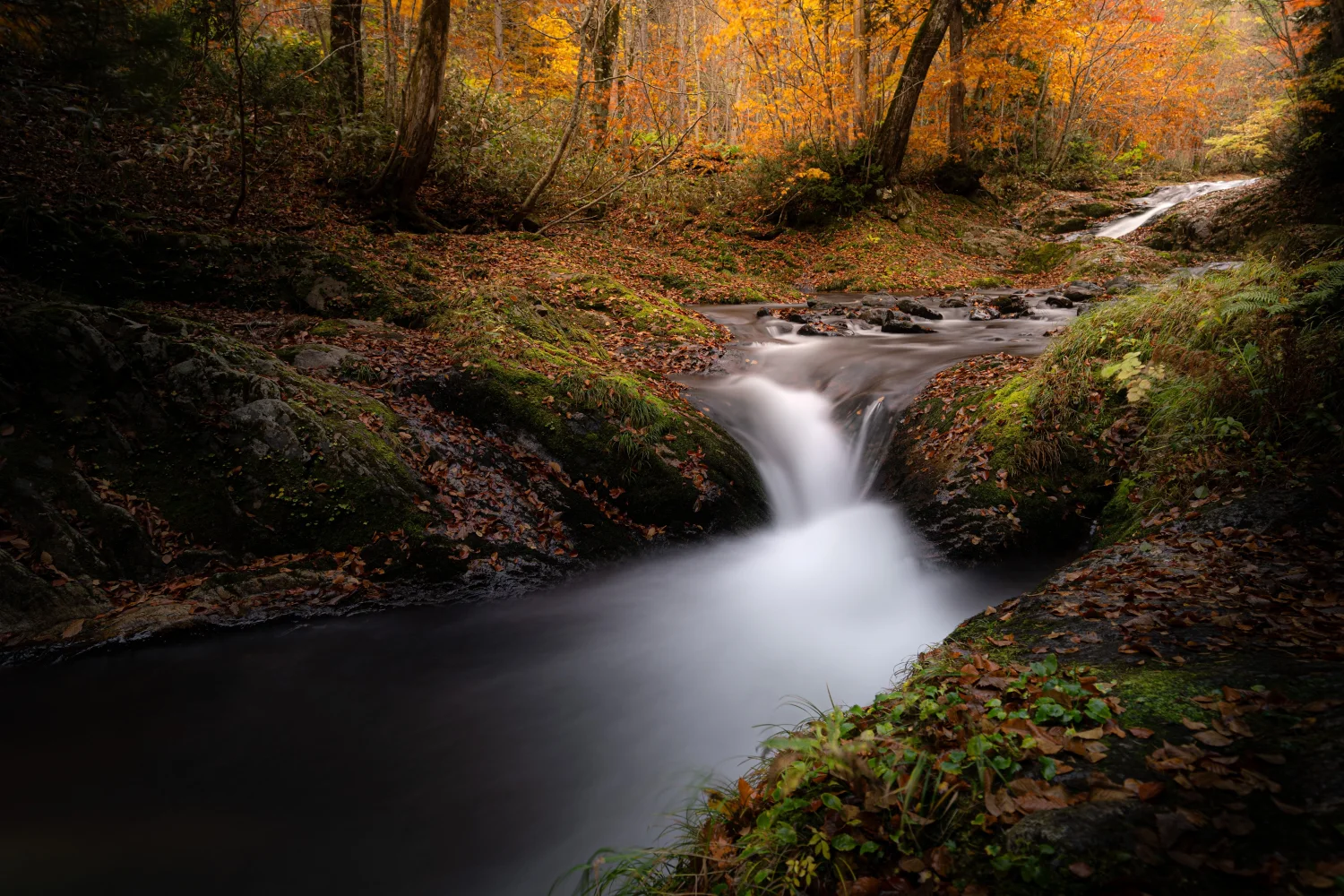 Schneller kalter Bach im Herbstwald