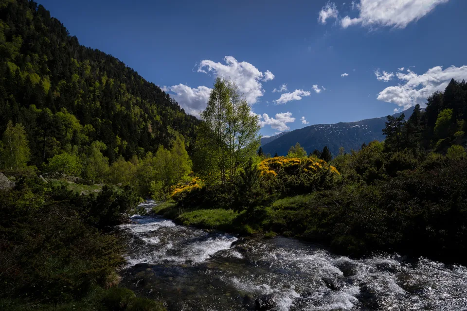 Schnelles Fluss bei bedeckten Grün Ufer bei Berge