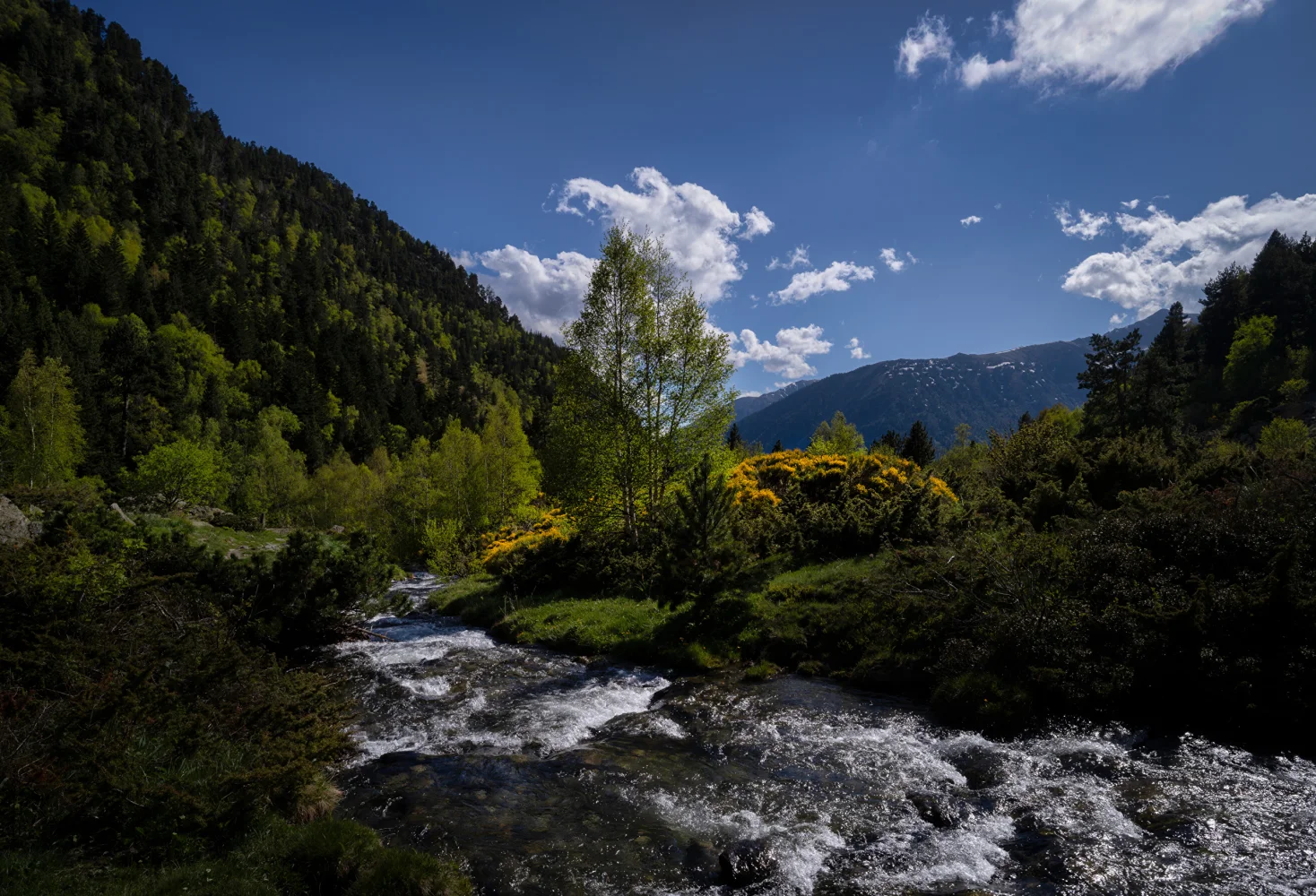 Schnelles Fluss bei bedeckten Grün Ufer bei Berge
