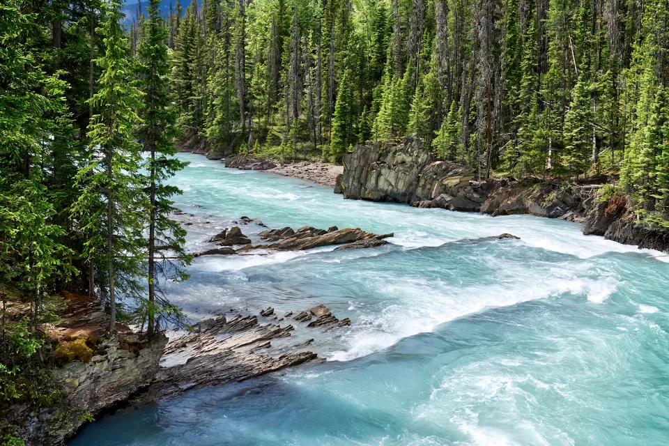 Schnelles hellblaue Bergfluss mit Fichten am Ufer