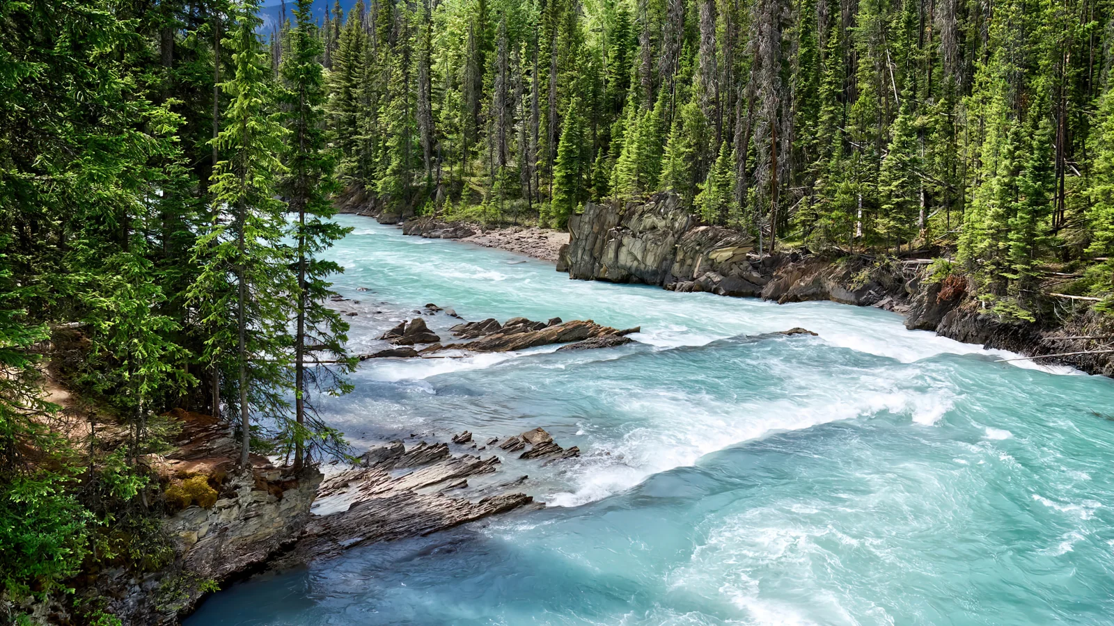 Schnelles hellblaue Bergfluss mit Fichten am Ufer