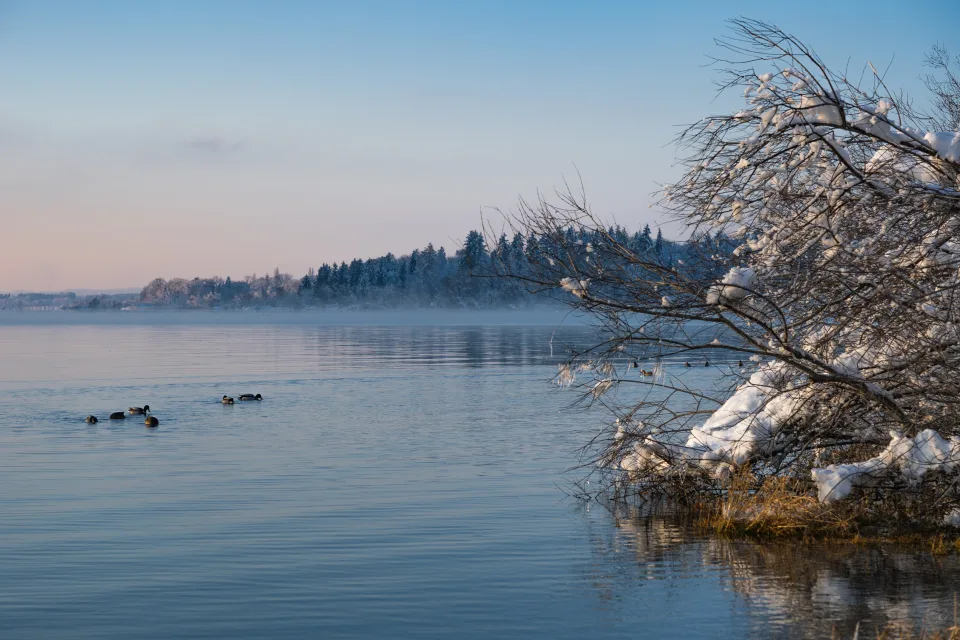 Verschneite Zweige Baum am See
