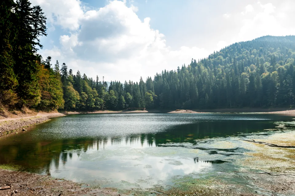 Waldsee mit grünem Bewuchs am Ufer
