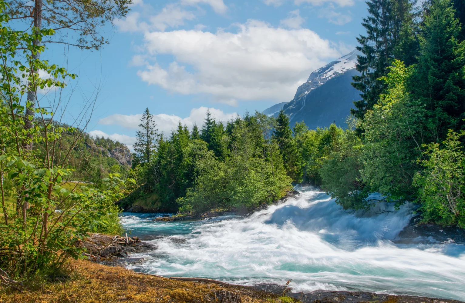 Schnelles Fluss im Wald