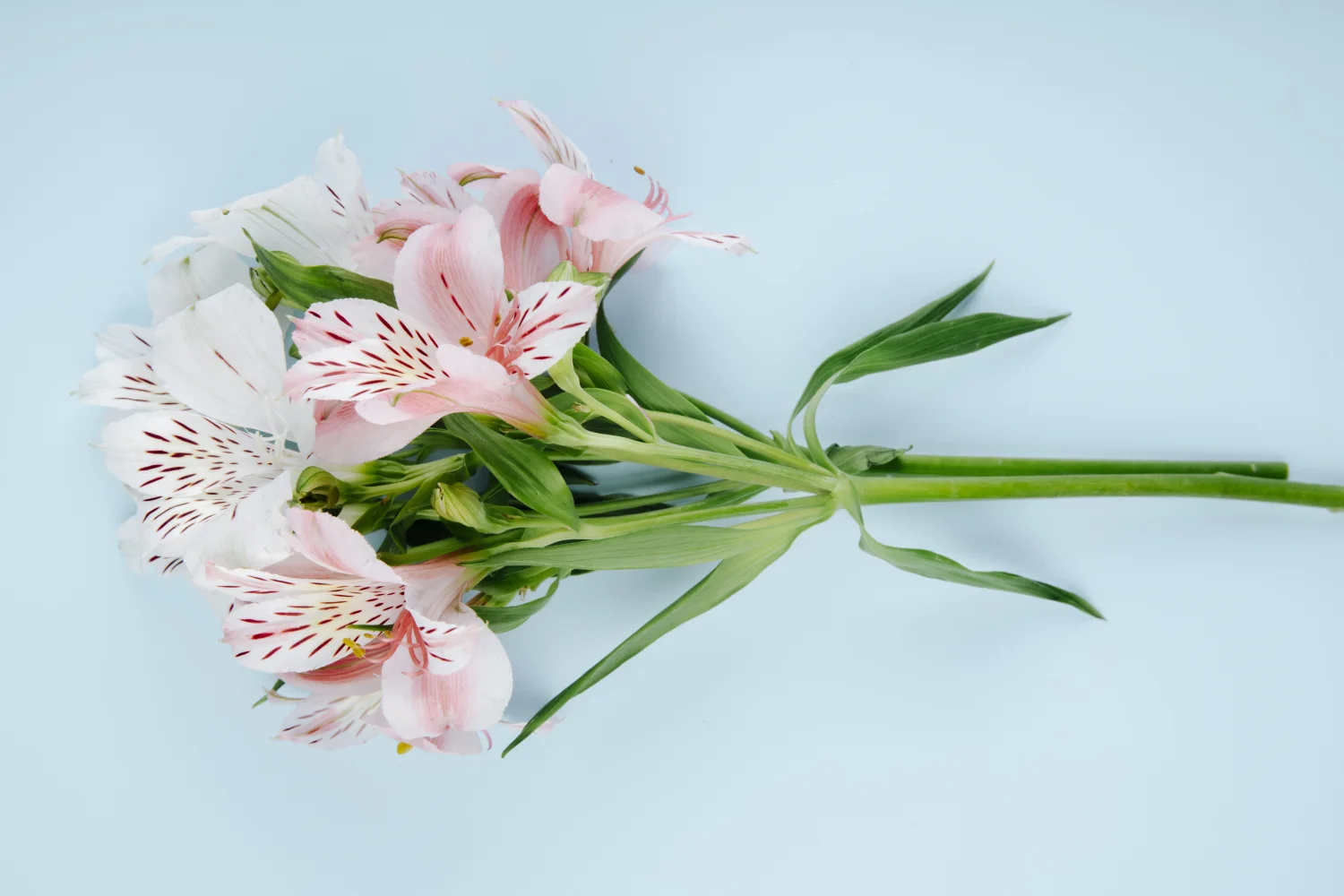 Ast mit rosa Blumen Inkalilien vor hellblauem Hintergrund
