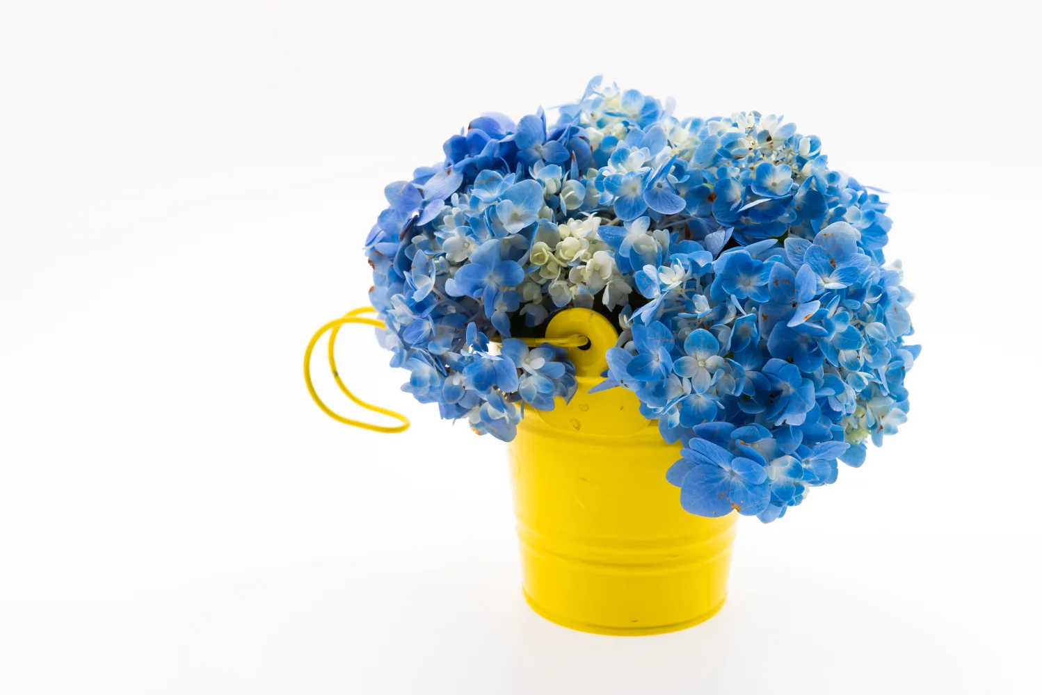 Blaue Blume in gelben Vase vor weißem Hintergrund