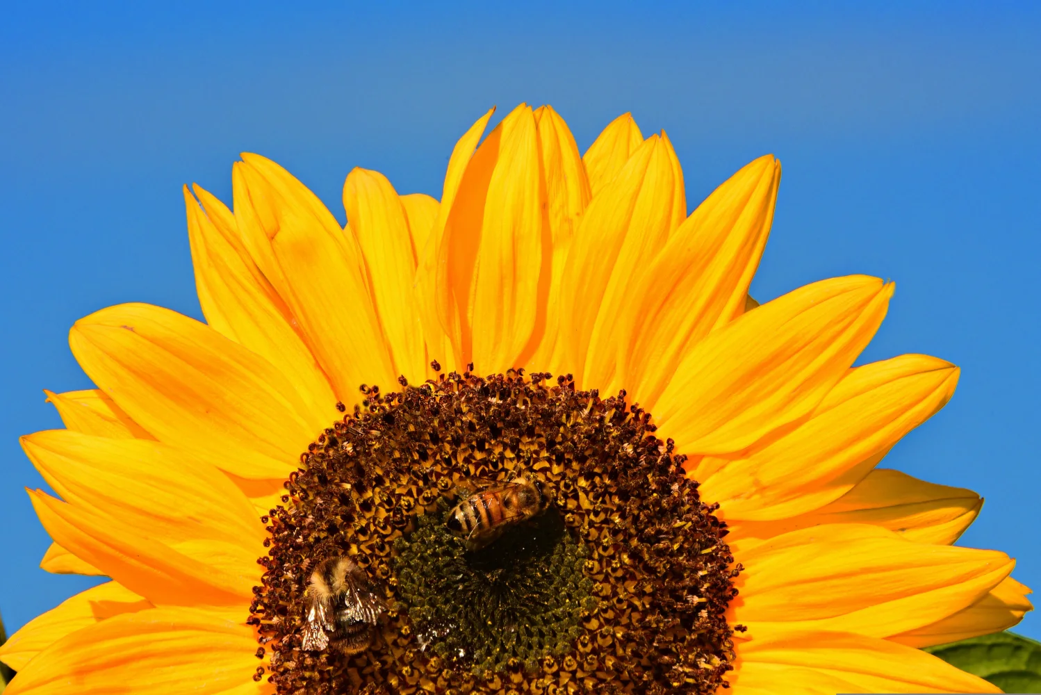 Blume vor hellblauem Hintergrund