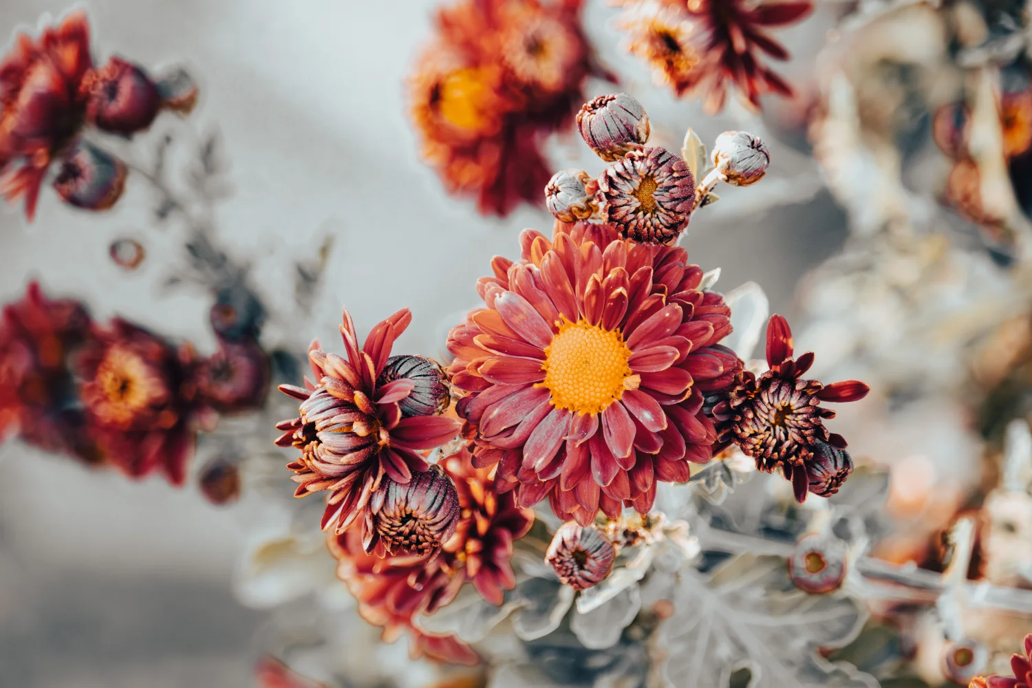 Blumen – Garten Chrysanthemen