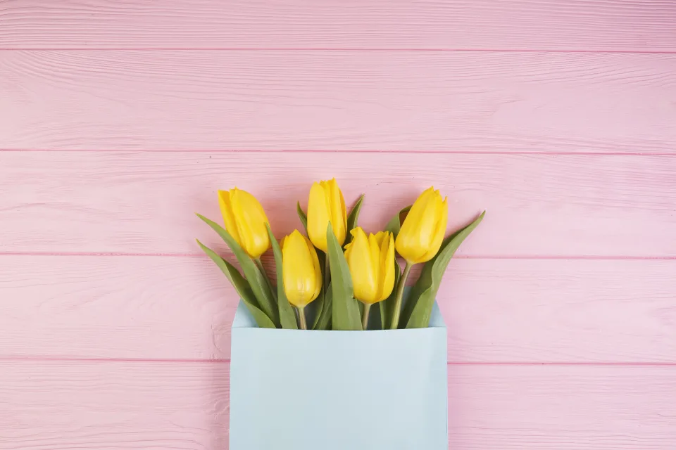 Blumen – Gelbe Tulpen in vor rosa Hintergrund
