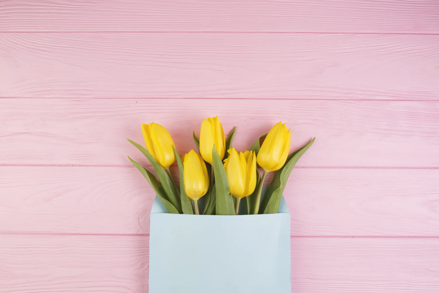 Blumen – Gelbe Tulpen in vor rosa Hintergrund