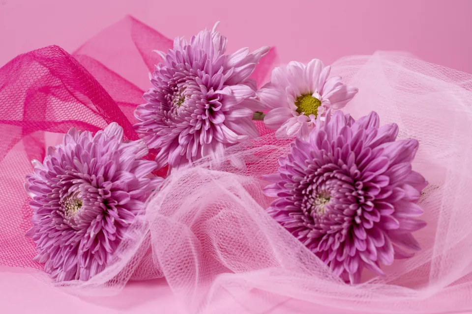 Blumen – Rosa Chrysanthemen und vor rosa Hintergrund