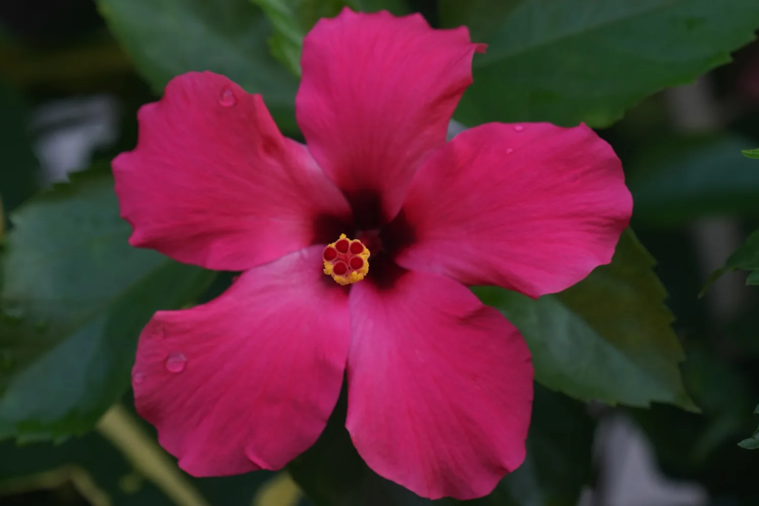Blumen – Rosa Draufsicht