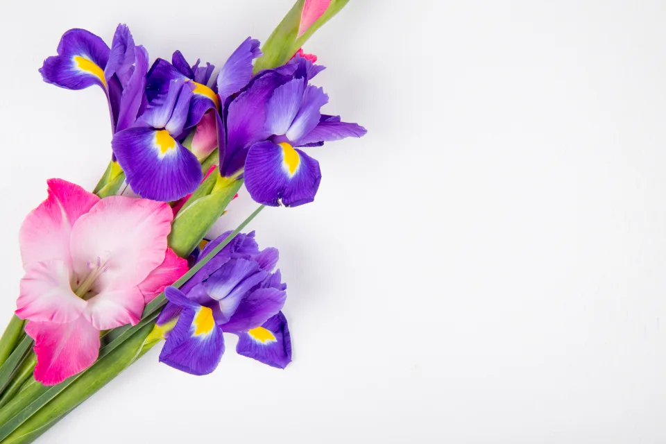 Blumen – Rosa Gladiolen vor weißem Hintergrund