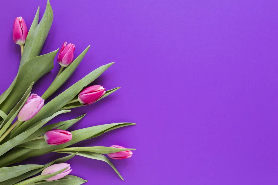 Blumen – Rosa Tulpen auf Hintergrund, Vorlage