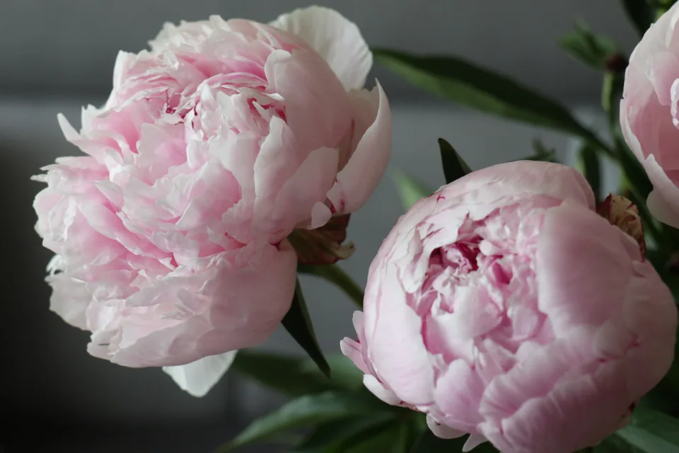 Blumen – Rosa in Zimmer in Nahaufnahme
