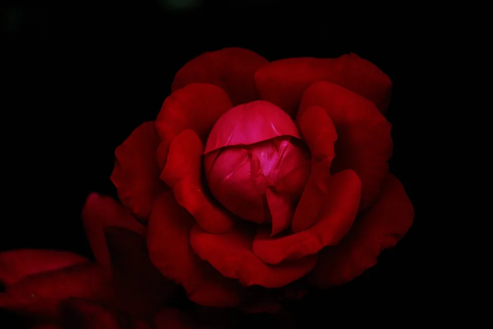 Blumen – Rote Rose in schwarzen Hintergrund