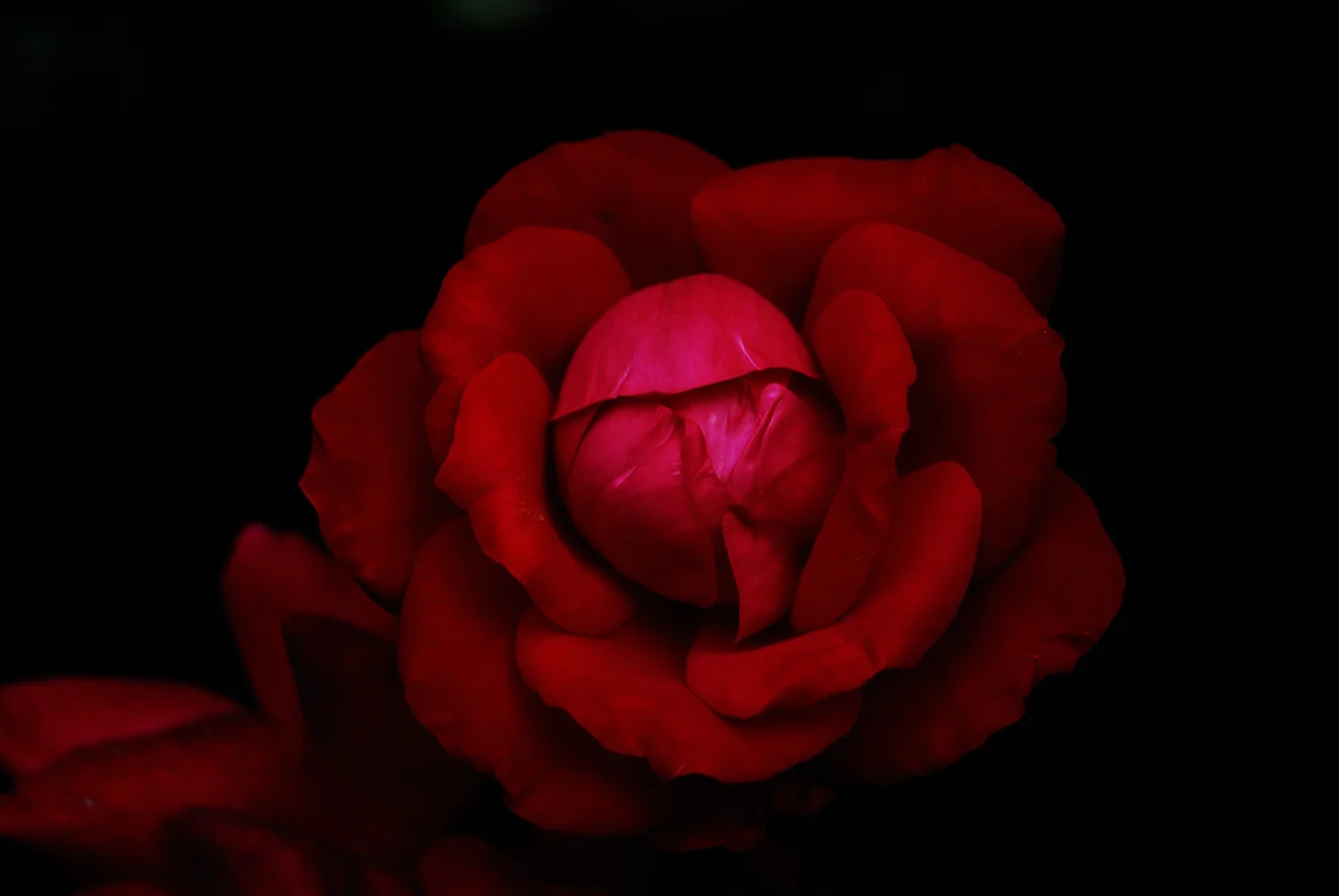 Blumen – Rote Rose in schwarzen Hintergrund