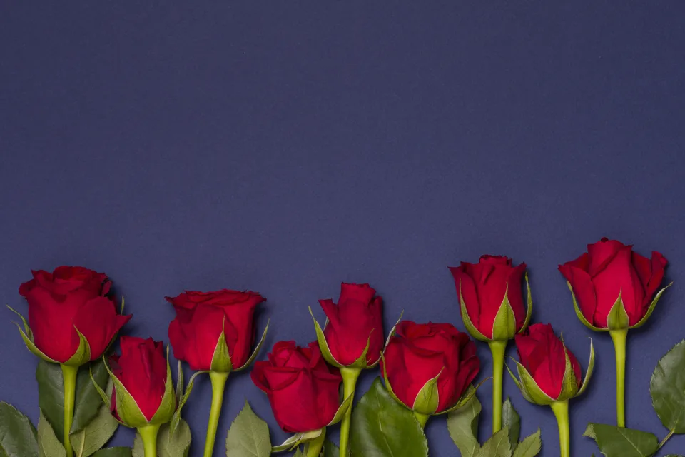 Blumen – Rote Rose vor blauem Hintergrund