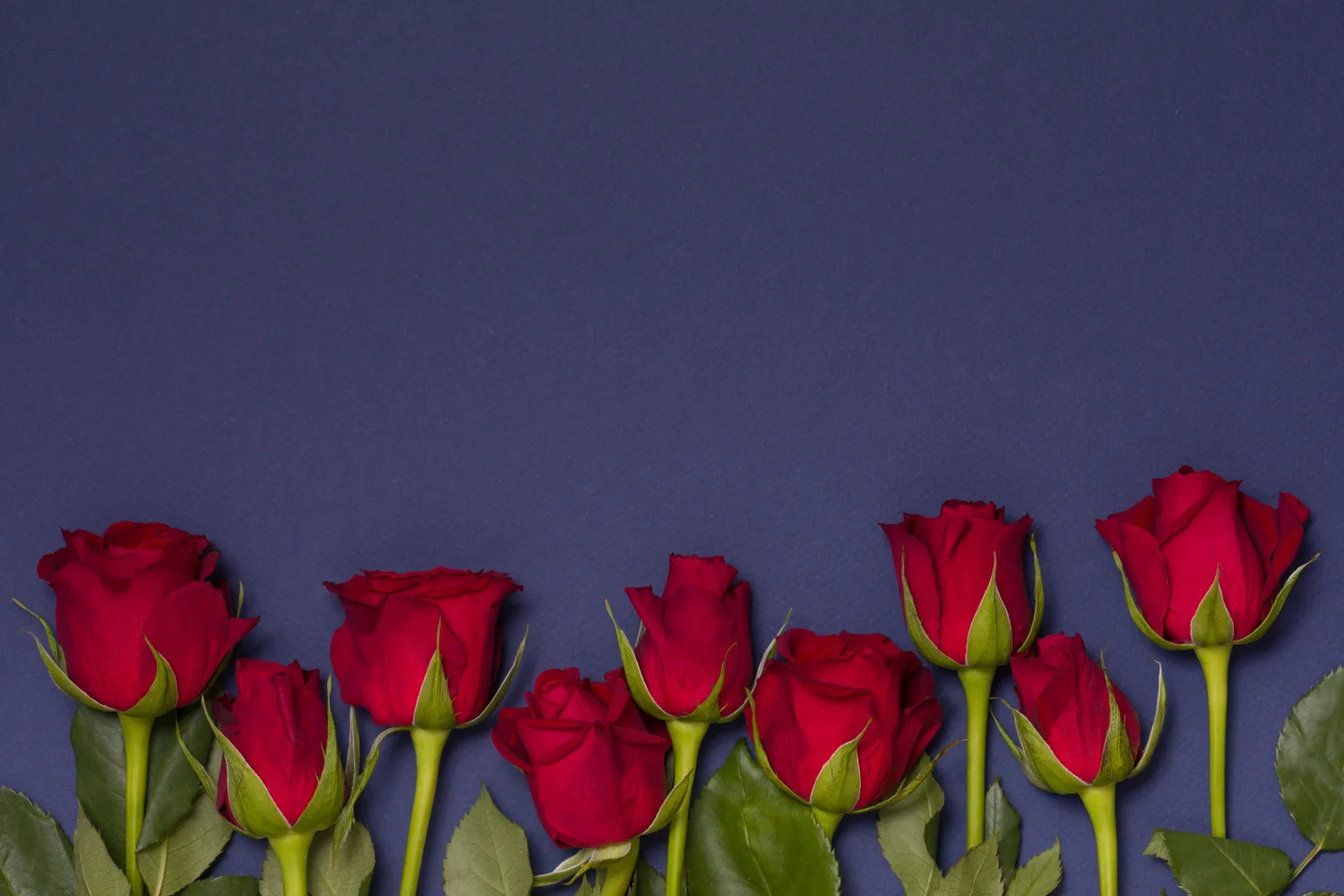 Blumen – Rote Rose vor blauem Hintergrund