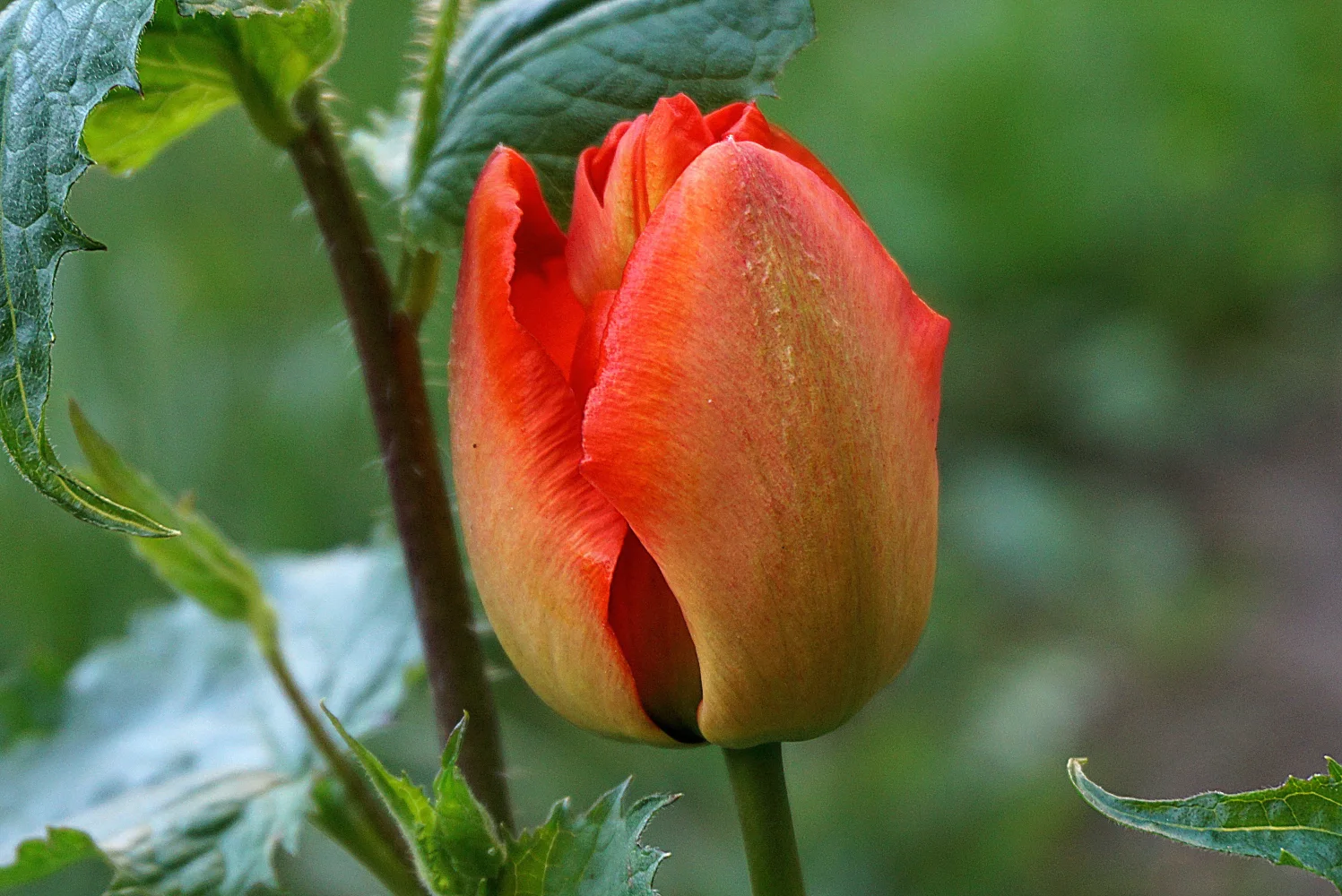 Blumen – Roter Tulpen in Nahaufnahme